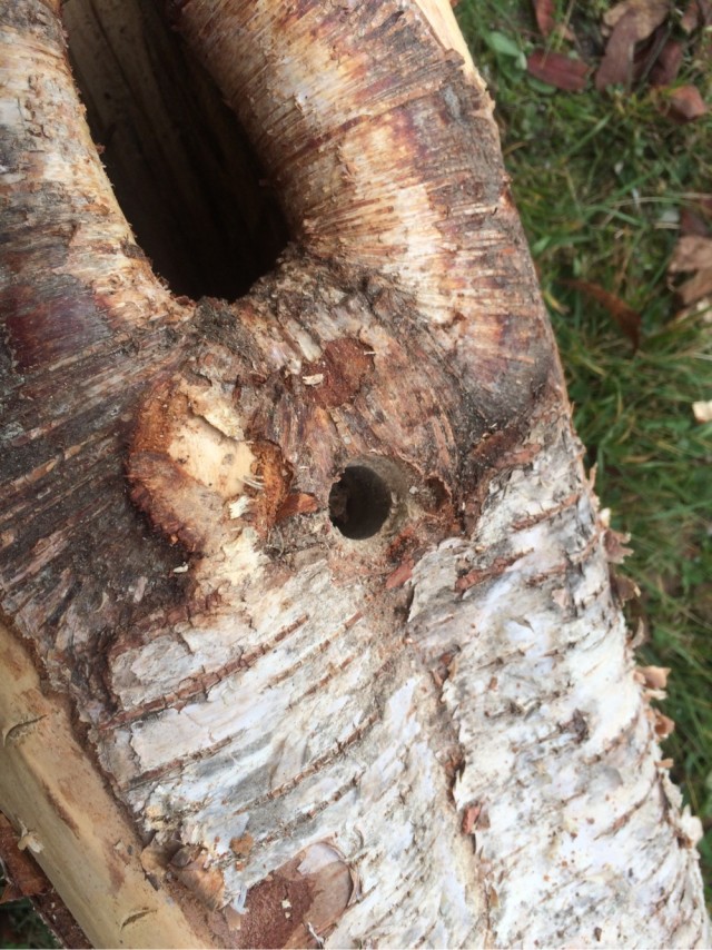 Дом для весенних друзей
