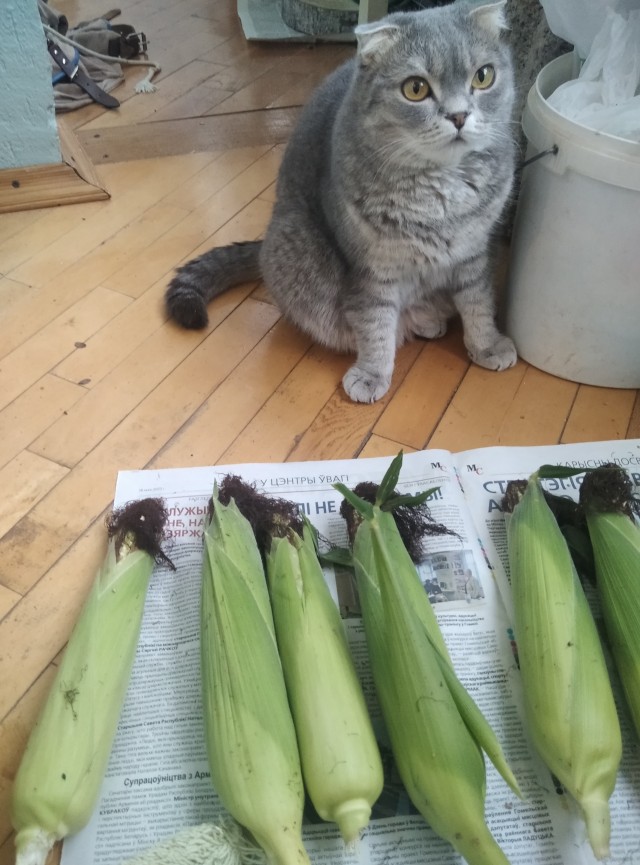 Вот и дочь стала рабом (котовторнику посвещается)