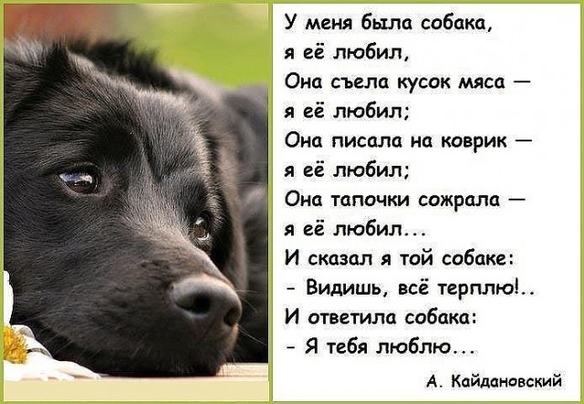 Последний в 2022 году собакочетверг на ЯПе
