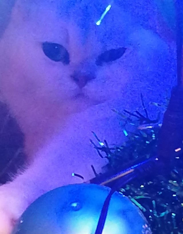 Котовторник 17.01.23