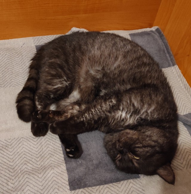 К котовторнику