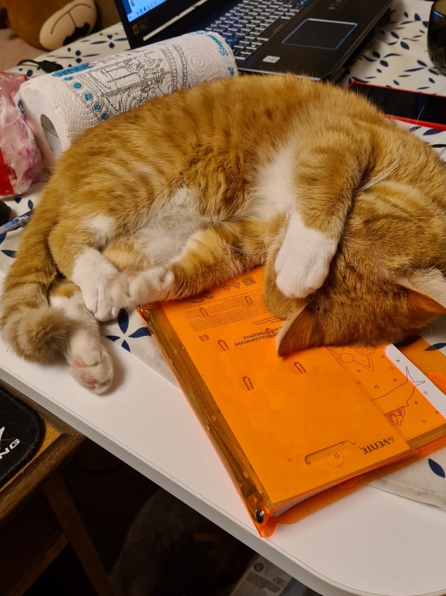К котовторнику