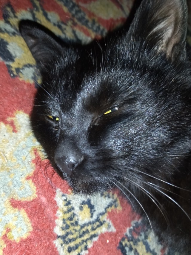 Коточетверг!