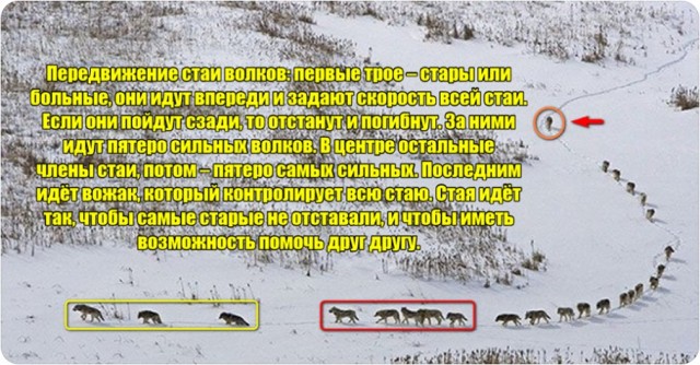 Джим Джеффрис о шведской евгенике
