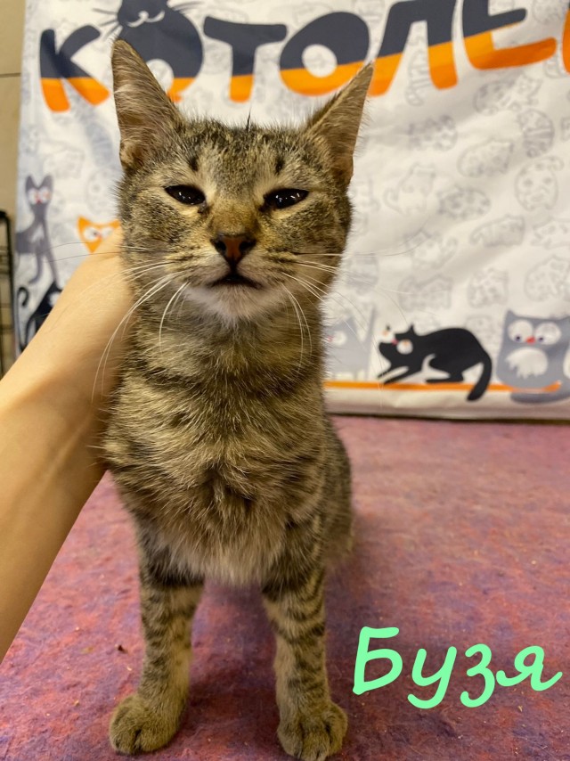 Жизнь домашнего приюта "Котоленд" 385