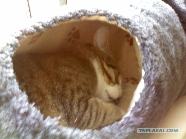 Котовторник 16.04.2013