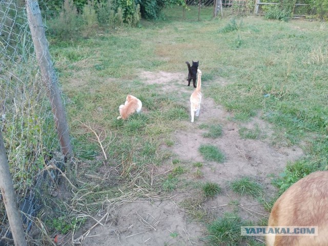 Жизнь домашнего приюта для котеек 463