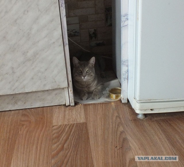 К - Котовторник ☺ Пополнение