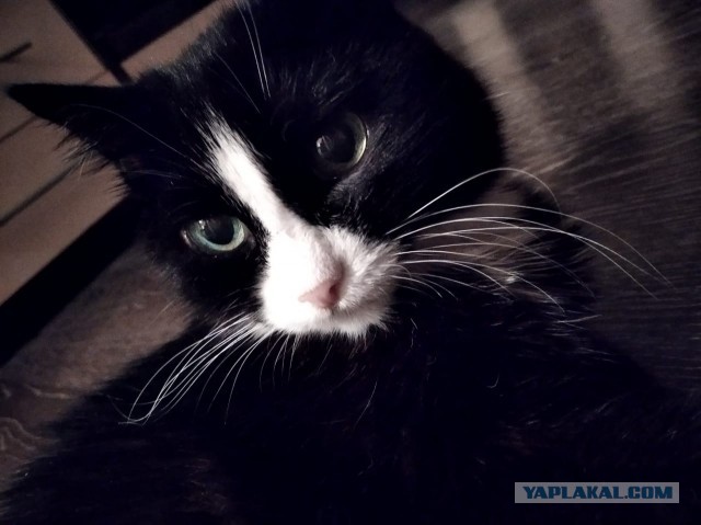 Всех с котовторником