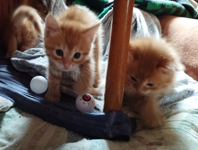 Котенок для дочки