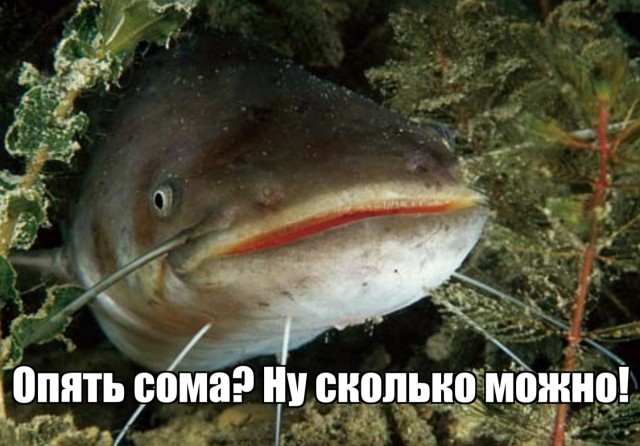 Обстановка на форуме молодых мамочек мотивирует рожать сома!