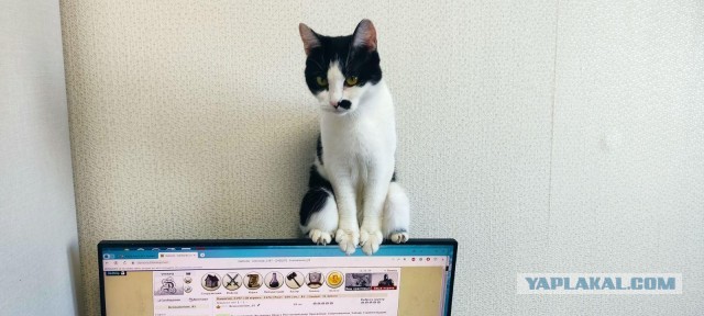 Решился наконец завести котейку