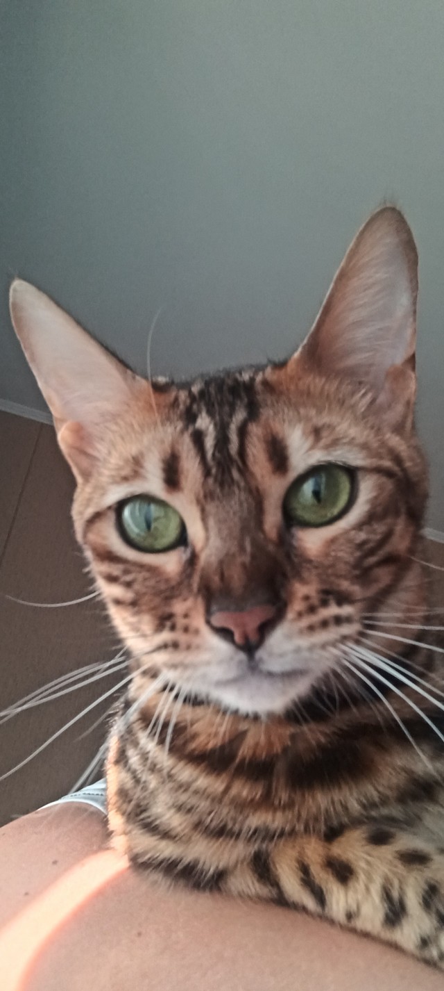 Котовторник