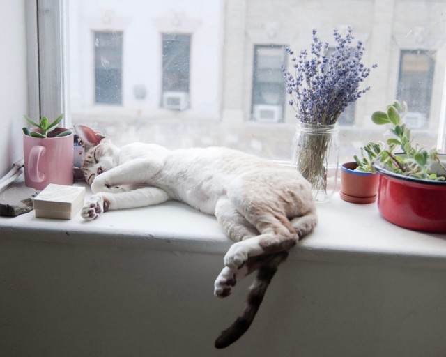 Не двигай кота с подоконника — он не просто так там лежит