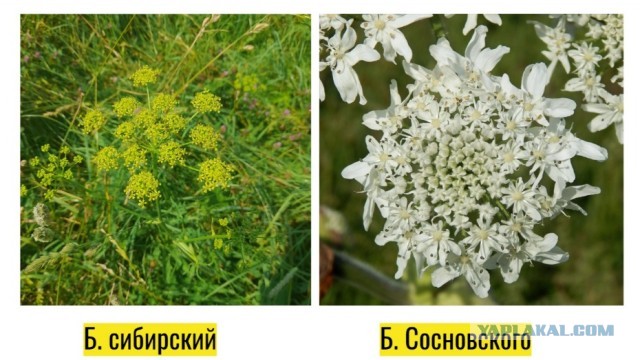 Борец борется с борщевиком