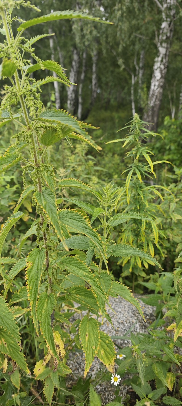 Странная крапива в лесу