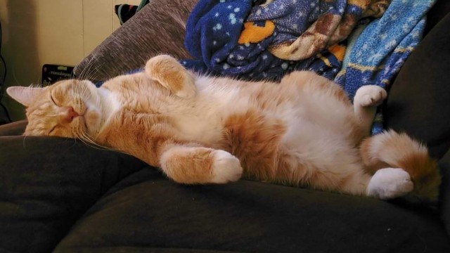 Спящих котеек тред