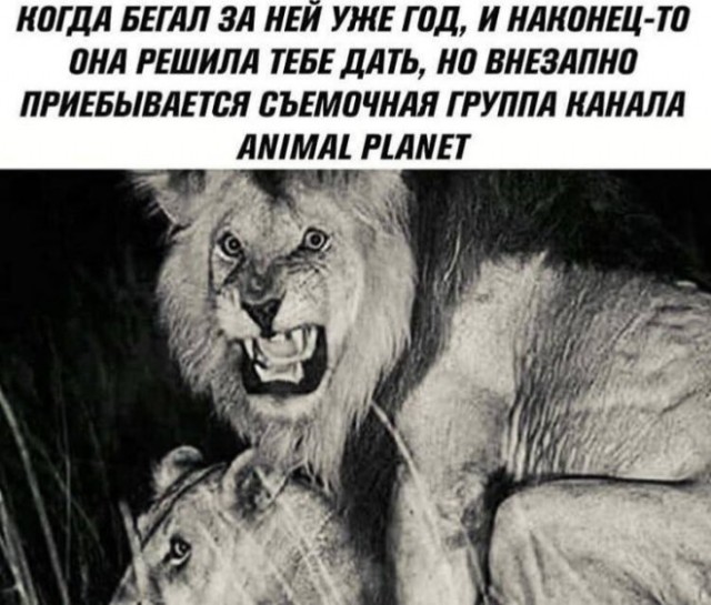 Картинки для деградации 40 (разной степени свежести)