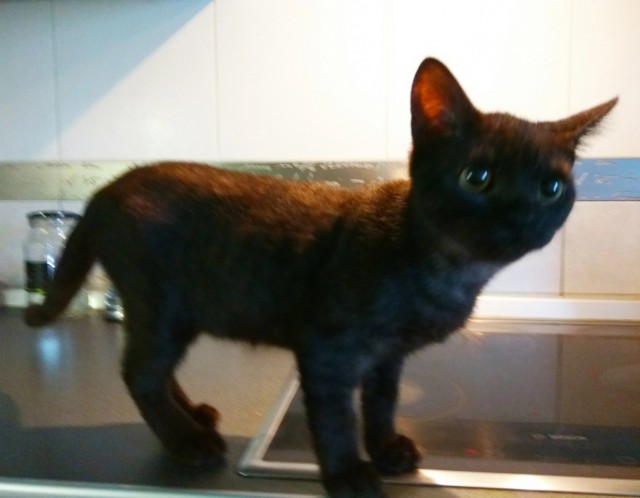 Пямяти Обамы