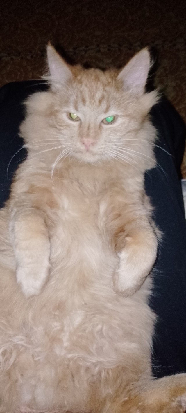 Кото-вторник.