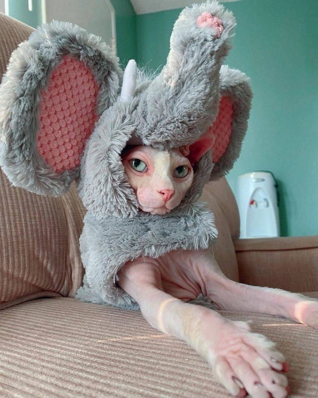 Чутка кошек