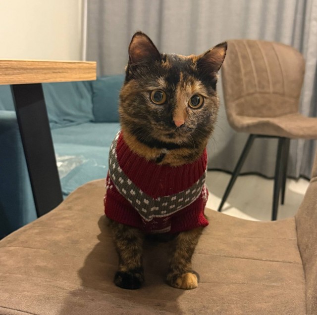 Котовторник,  кот Марс.