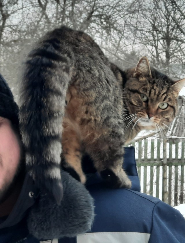 Наглый кот, который живёт на два дома.