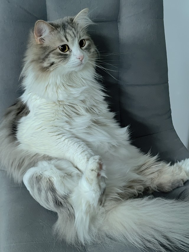 С котовторником!