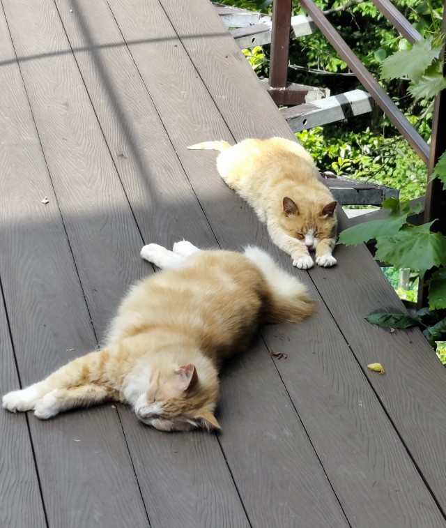 Подобрашки, 2 шт. (котовторник)