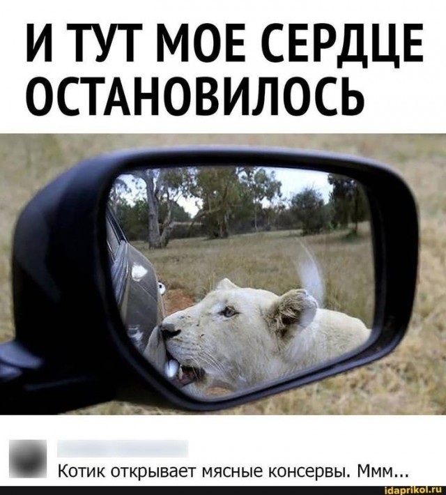 Картинки для деградации 244 (разной степени свежести)