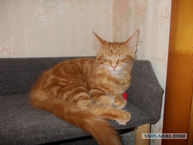 Котовторник 12.11.2013