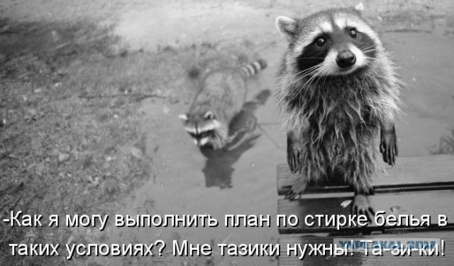Вот во мху енот!