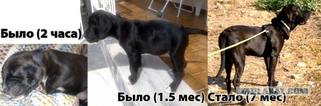 Немецкая овчарка.