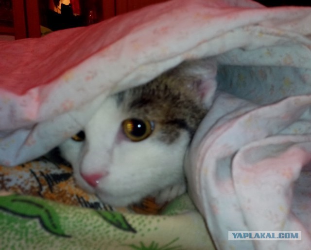 Котофея первый снег