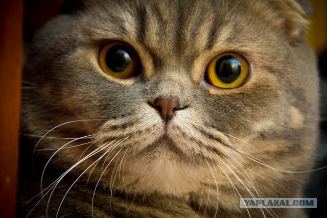 Котовторник  28.01.14