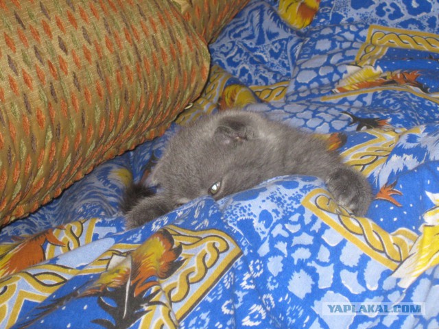 Котовторник 04.03.2014