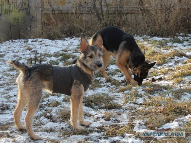 Спасенные собаки