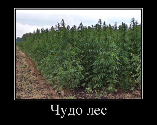 Как выглядят 19 популярных продукта