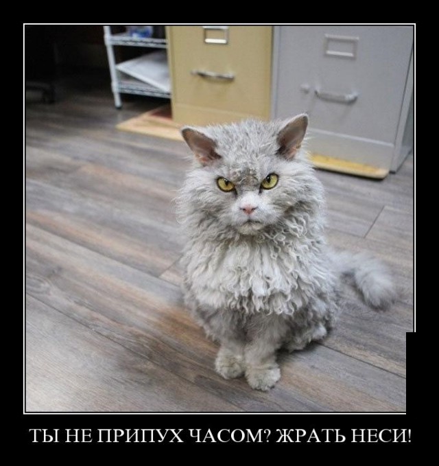 Веселые картинки на пятницу