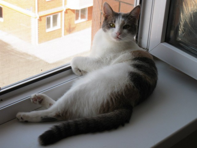 Котовторник 09.06.2015