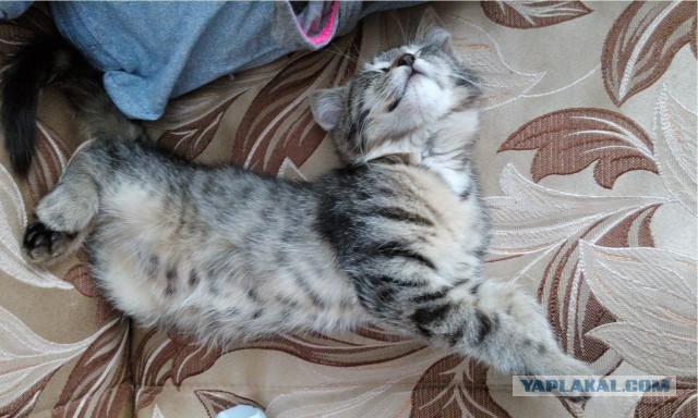 Котовторник 09.06.2015