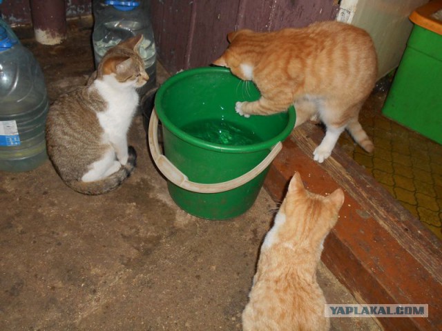 Жизнь домашнего приюта для котеек 95