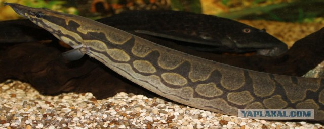 Аквариумные страдания