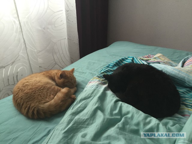 Котовторник 22.03.2016