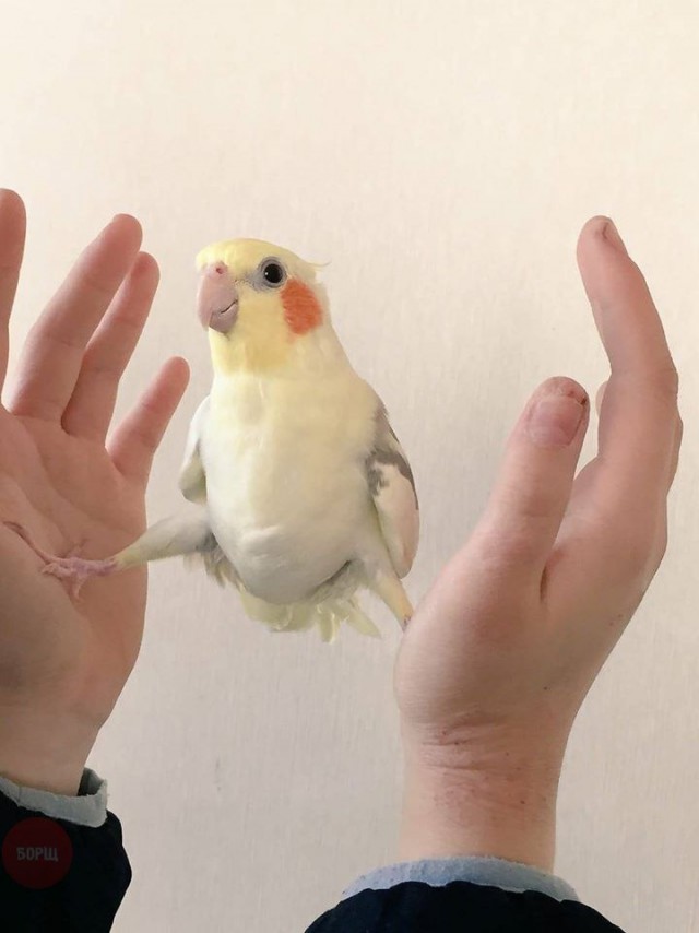 Самые смешные животные