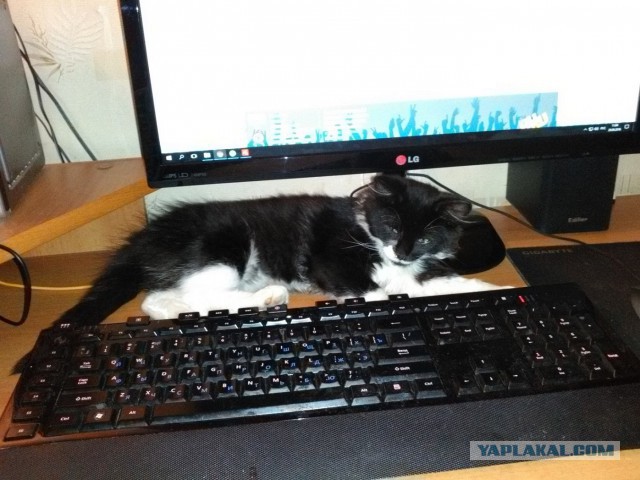 Котовторник 28.03.2017