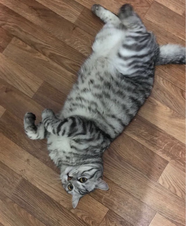 Коты и Кошки
