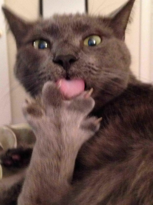 Коты и Кошки