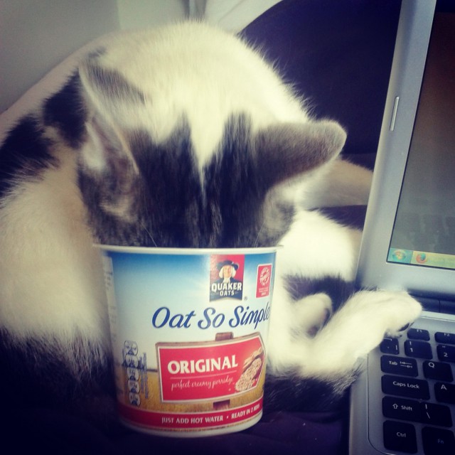 Коты и Кошки
