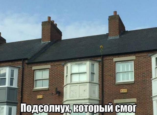 Весёлые картинки